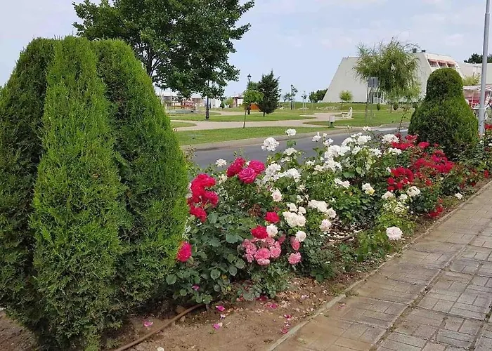ели Obzor